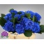 product/img.floraplaza.nl/122660-50-LIVE_fotos-0xDED9DF14F7E9C40C815B524EA4F1B3357EB303A4.jpg