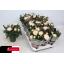 product/img.floraplaza.nl/122766-510-LIVE_fotos-0x7F511B29C3D37057FEE20A4B127B720757F2D986.jpg