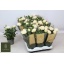 product/img.floraplaza.nl/122766-510-LIVE_fotos-0x99AC613FACAFB89BA9312835182C63B155A2CBB8.jpg