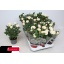 product/img.floraplaza.nl/122766-510-LIVE_fotos-0xCCD8019F800463C875DF528328FC601AD3A043B3.jpg