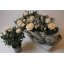 product/img.floraplaza.nl/122766-510-LIVE_fotos-0xE0BC5490DDEC08B1030973995FDE168ACC9737E0.jpg
