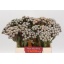 product/img.floraplaza.nl/122823-40-LIVE_fotos-0x21671D82277374C37AA34C6E766373BACC928AE3.jpg