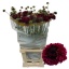 product/img.floraplaza.nl/123086-65-LIVE_fotos-0xA0B770EFEBBEE29798002D55639A677D64026437.jpg