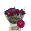 product/img.floraplaza.nl/123086-65-LIVE_fotos-0xADAFD489B2EE423BD2A000A9ABADB8807B3A286F.jpg