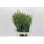 product/img.floraplaza.nl/123134-75-LIVE_fotos-0x29A8DB15EA5CB3DE02507A80B4AA8033A5DDF84B.jpg