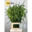 product/img.floraplaza.nl/123134-75-LIVE_fotos-0x8478B16D6FCBD89B7592958C7B3B848C1DB2E220.jpg