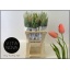 product/img.floraplaza.nl/123140-LIVE_fotos-0xA66E5AF7FE932CAFAE0DFFB43469899C23676BF6.jpg