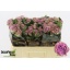 product/img.floraplaza.nl/123183-50-LIVE_fotos-0xFD77BC77E0D84DFA2DD2BC8BBAB788587E00DF54.jpg