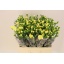 product/img.floraplaza.nl/123195-60-LIVE_fotos-0x9A672A1ACB14783F6CDD1D3F45E86F4665E06D48.jpg