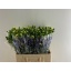 product/img.floraplaza.nl/123195-60-LIVE_fotos-0xAF9DB8D91C2C79284D82BBC98C2760B52562C73C.jpg