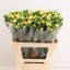 product/img.floraplaza.nl/123195-60-LIVE_fotos-0xCE53219D72ED4470109088A5ABB30618080B4EAF.jpg
