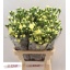 product/img.floraplaza.nl/123195-60-LIVE_fotos-0xD4F2C1215FE2483F042212193466CFE5054FE980.jpg