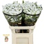 product/img.floraplaza.nl/123292-80-LIVE_fotos-0xC1807604B6F1007A73FFE16040D2A2FB5203A2F6.jpg