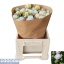 product/img.floraplaza.nl/123318-LIVE_fotos-0x4C0159F39CC6C794D0B19F1963973CEC433B9DC4.jpg