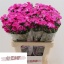 product/img.floraplaza.nl/123375-50-LIVE_fotos-0x006D2C6F3E1C9B32FD03CFD8A167315B2D9A73A9.jpg