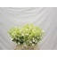 product/img.floraplaza.nl/12341-40-LIVE_fotos-0x676FE12FDCEADB6F42CE0F24E33ED1E16AFFF714.jpg