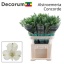 product/img.floraplaza.nl/123410-75-LIVE_fotos-0x71EC9B854C379FA34AA0242A1B1C04F63F87F304.jpg