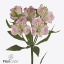 product/img.floraplaza.nl/123411-75-ART_Fotos-VBN-vbn123411.jpg