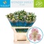 product/img.floraplaza.nl/123411-75-LIVE_fotos-0x72BF40FB3ED0AA1CD6B989D42C598C46BDA87A16.jpg