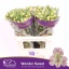 product/img.floraplaza.nl/123411-75-LIVE_fotos-0x7D1F4FBFA33EE54081F0CD312F7EAFEEB0FD43A9.jpg