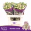 product/img.floraplaza.nl/123411-75-LIVE_fotos-0xA017619F58220F97CABEB2ED791EFE05133D106B.jpg