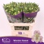 product/img.floraplaza.nl/123411-75-LIVE_fotos-0xA6EAF6D49D23C5358F76BBED566EB1FC23D9BE11.jpg