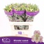 product/img.floraplaza.nl/123411-75-LIVE_fotos-0xB1D4A502D96AFA7C17A285AD54CB1A48C1605349.jpg