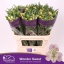 product/img.floraplaza.nl/123411-75-LIVE_fotos-0xCB06E6CC4C60F84708C7588712E3E695343C7137.jpg