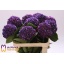 product/img.floraplaza.nl/123457-80-LIVE_fotos-0xF16DC5394BB91CB1ADD64B2155AAEAE13C523A65.jpg
