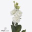 product/img.floraplaza.nl/123498LIS-ART_fotos-VBN-vbn123498.jpg