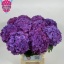 product/img.floraplaza.nl/123500-60-LIVE_fotos-0x2EF27458CD761F7E8A53D65C7549B481D2CB0AB6.jpg