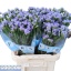 product/img.floraplaza.nl/123511-60-LIVE_fotos-0x2B0383010153A52D167EAAC0773166C2ACD53A54.jpg