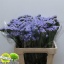 product/img.floraplaza.nl/123511-60-LIVE_fotos-0x3738A08D50822F5763B82FA199C705031DA8323C.jpg