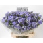 product/img.floraplaza.nl/123511-60-LIVE_fotos-0x46B0AA2B64D6CE03A2E2F04ADD75B3522D716DD3.jpg