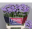product/img.floraplaza.nl/123511-60-LIVE_fotos-0xBA54F4519E86ACEB7C128D23DACE1828EA141F43.jpg