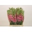 product/img.floraplaza.nl/123539-70-LIVE_fotos-0xF90DDBCE18BBCE77EF1C3E29FDB8EDDBE82248B0.jpg