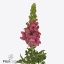 product/img.floraplaza.nl/123539-80-ART_fotos-VBN-vbn123539.jpg