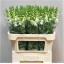 product/img.floraplaza.nl/123541-75-LIVE_fotos-0x24FAED1154434D256B00BC79EC9439169E6FE86D.jpg