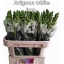 product/img.floraplaza.nl/123541-75-LIVE_fotos-0x66428CAD2FC90ECD73272B669667E9675A985284.jpg