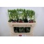 product/img.floraplaza.nl/123541-75-LIVE_fotos-0x9D2ED018EDD5B6DA9DAF247A5B734EC70DA296B8.jpg