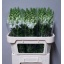 product/img.floraplaza.nl/123541-75-LIVE_fotos-0xBAFE66D2C200E795C0A12995391BD81CB1DD0DE0.jpg