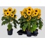 product/img.floraplaza.nl/123543-17-LIVE_fotos-0x9DCE86941BCD8AB1DCA0BCDADD6098533B9DBF19.jpg