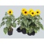 product/img.floraplaza.nl/123543-17-LIVE_fotos-0xF245AE87D4AD1EBBE4EC2B5626C60E74D4D17168.jpg