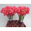 product/img.floraplaza.nl/123550-40-LIVE_fotos-0xE1FCC4A2EB72C3A639CC99A6FD171789AAC1291C.jpg