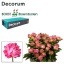 product/img.floraplaza.nl/123566-55-LIVE_fotos-0xA9D9EA4AD01CCAA58E98A80A6EDFDB9462C6A0C0.jpg