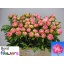 product/img.floraplaza.nl/123566-55-LIVE_fotos-0xBA055E68B611BE0CB51161C27C5D8DDDD3E836B3.jpg
