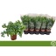 product/img.floraplaza.nl/123572-12-LIVE_fotos-0x5616844EDC7E3673F6BED2CAD87FA2CB04860ADA.jpg