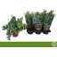 product/img.floraplaza.nl/123572-12-LIVE_fotos-0x8FF6EB3F9B3898F31BA88EDFDA60F15E2CB4DAE0.jpg product/img.floraplaza.nl/123572-12-LIVE_fotos-0x8FF6EB3F9B3898F31BA88EDFDA60F15E2CB4DAE0.jpg