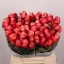 product/img.floraplaza.nl/123583-40-LIVE_fotos-0xDF0B82FF7D1ED4D328588000BD4231598E678176.jpg