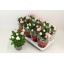 product/img.floraplaza.nl/123683-14-LIVE_fotos-0x3AA74ACEF91F2FB2A0CC9B50783FBD18BE82268A.jpg